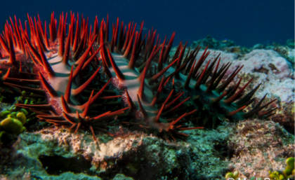 Crown-of-thorns starfish on the Great Barrier Reef.